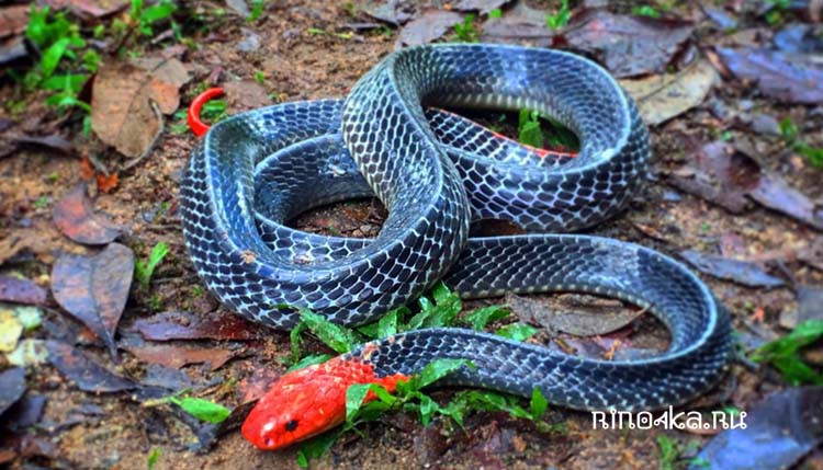 Опасные змеи