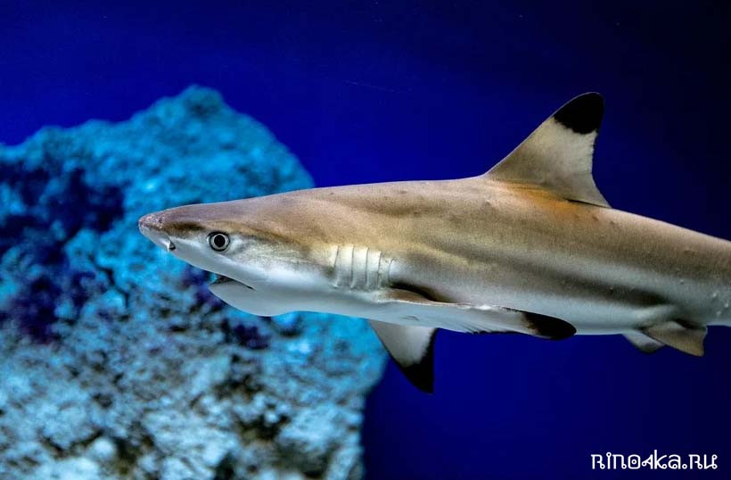 Чернопёрая акула в таиланде