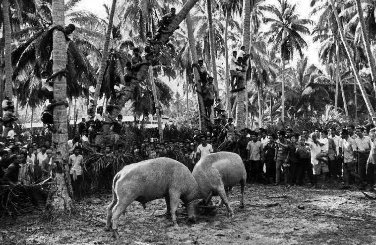 бои быков в тайланде