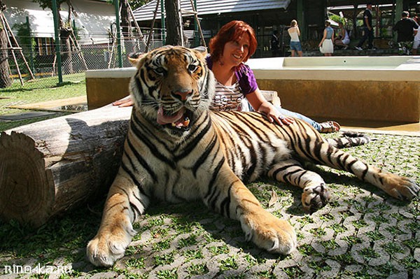 Королевство тигров на Пхукете, Тигры в Тайланде, Тигриное царство Пхукет, экскурсии Пхукета, интересное на Пхукете