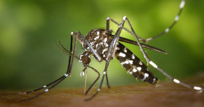 лихорадка денге симптомы лечение