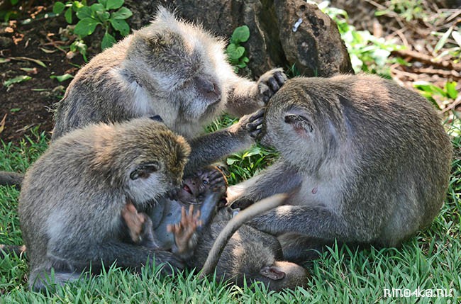 Балийские обезьяны