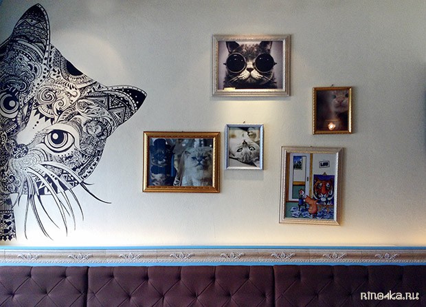 Cat Cafe Phuket, котокафе в Тайланде, кошачье кафе, Пхукет, отдых на Пхукете, еда на Пхукете