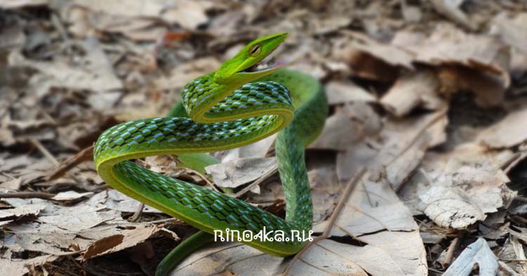 Зелёные змеи в Таиланде