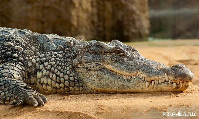 сумки из крокодила в тайланде