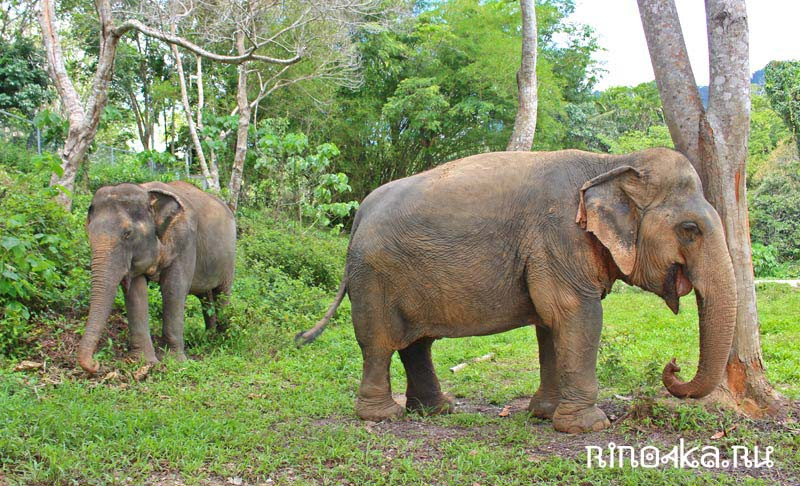 слоновий парк тайланд