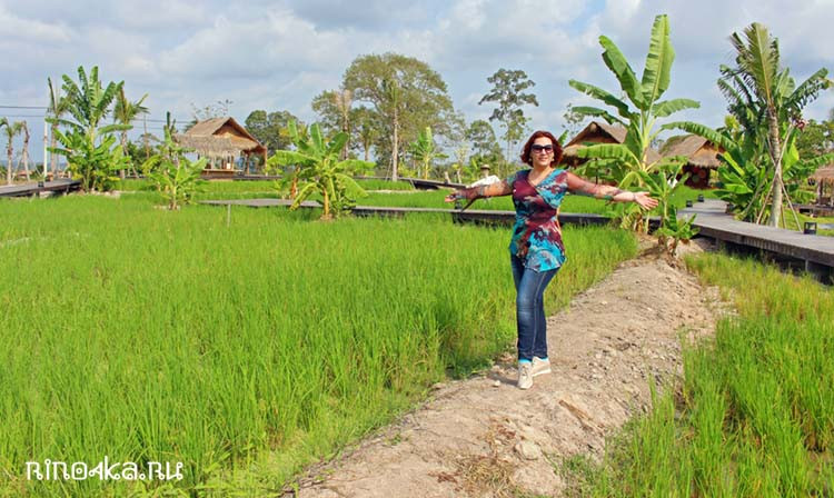 рисовые поля в парке