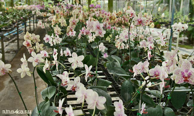 Ферма орхидей на Пхукете, орхидеи, тайская орхидея