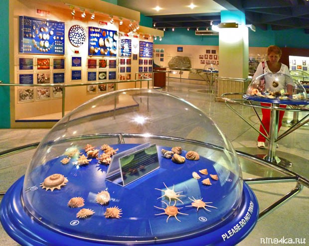 музей морских раковин