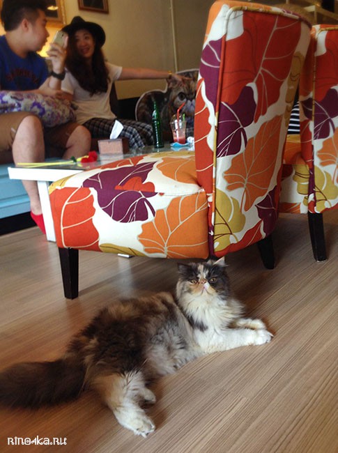 Cat Cafe Phuket, котокафе в Тайланде, кошачье кафе, Пхукет, отдых на Пхукете, еда на Пхукете
