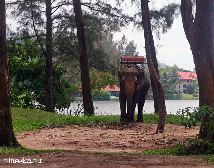 Слоны в Лагуне