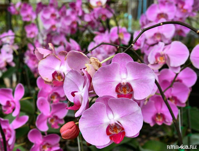 Ферма орхидей на Пхукете