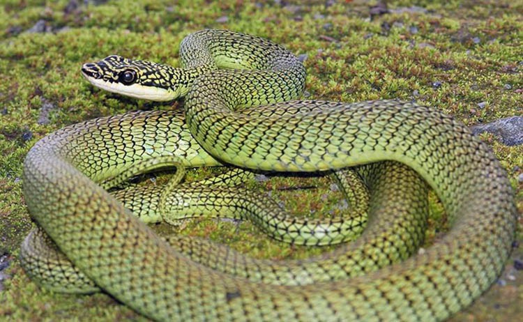 Тайская змея