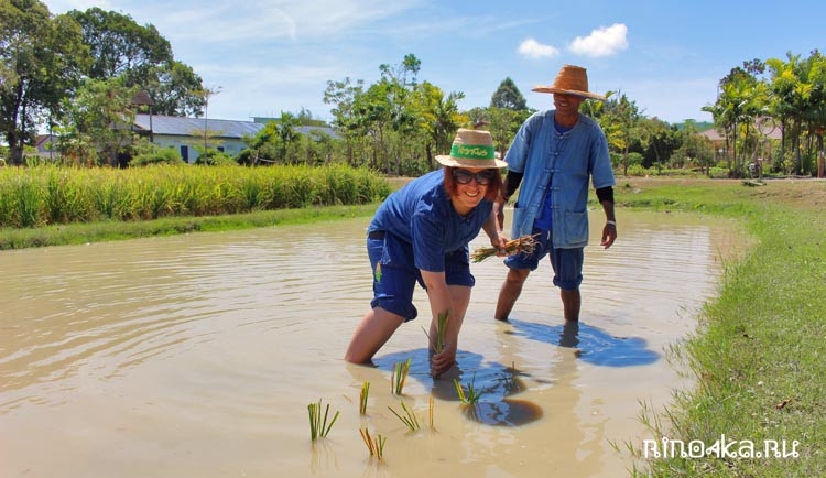 как сажают рис в Таиланде