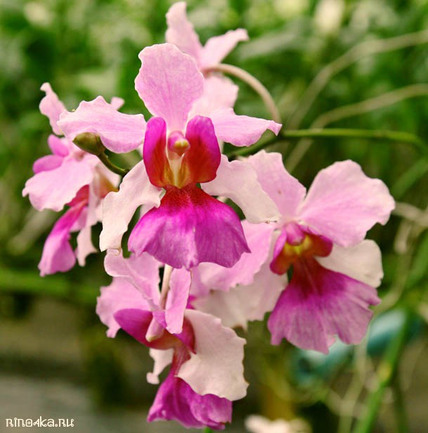 тайская орхидея