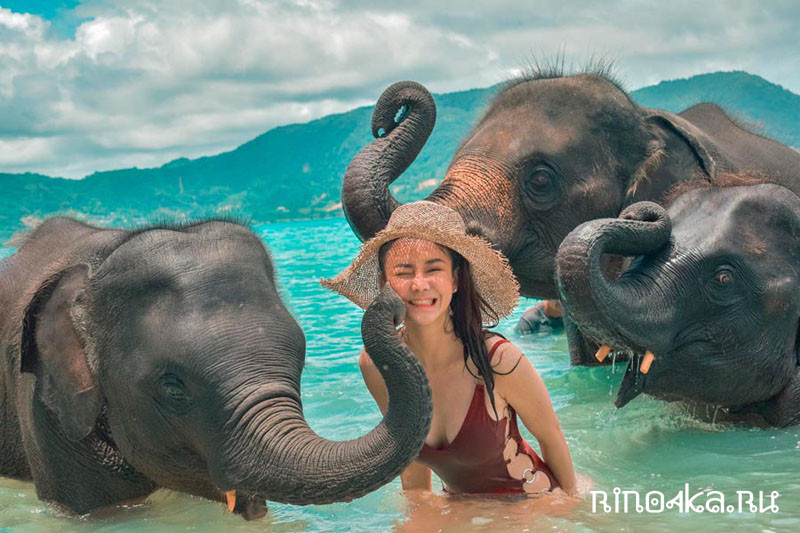 купание со слонами на пхукете