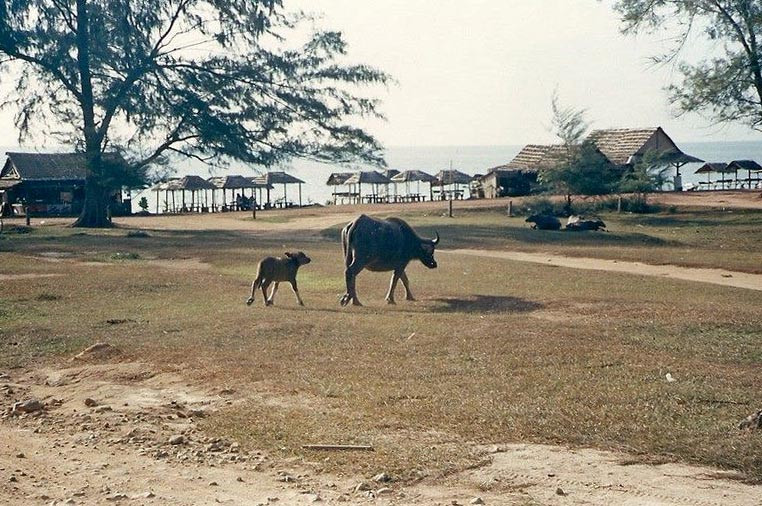 буйволы на тайских пляжах